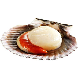 Scallops live from Norway