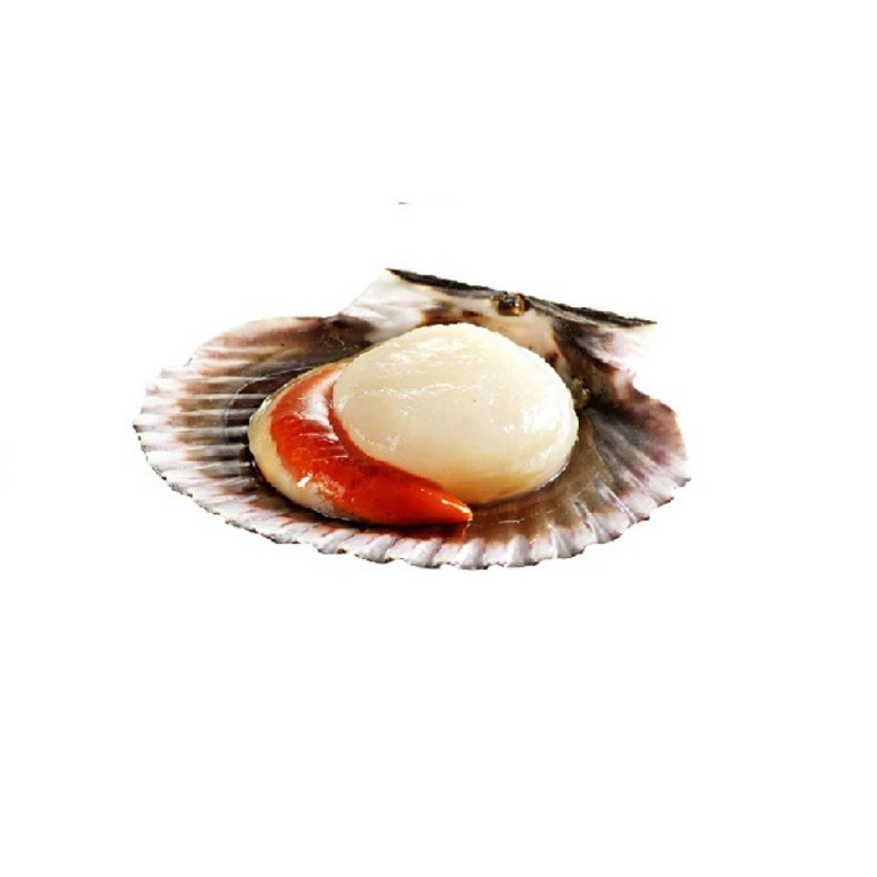 Scallops live from Norway