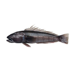 NZ Blue Cod