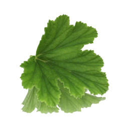 Chilled Geranium Leaves    天竺葵葉  Selected By Cff