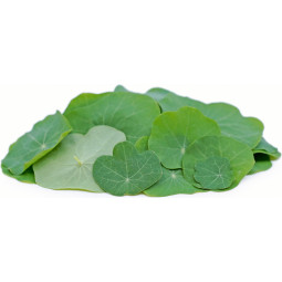 Nasturtium Leaves 旱金蓮葉