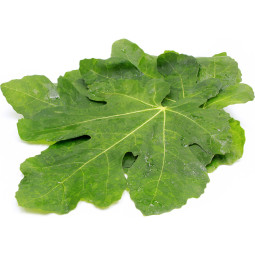 Chilled Fresh Figs Leaves  20 Bunchs X 10 Leaves    無花果樹葉  Selected By Cff