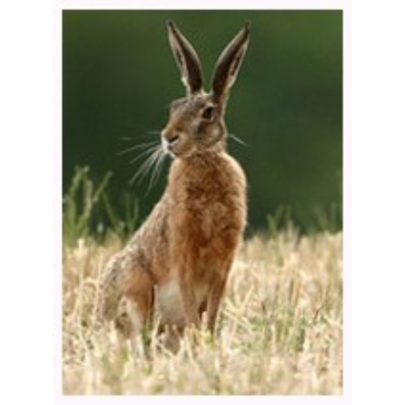 Le Guellier  Hare From Beauce Skin On   Le Guelier