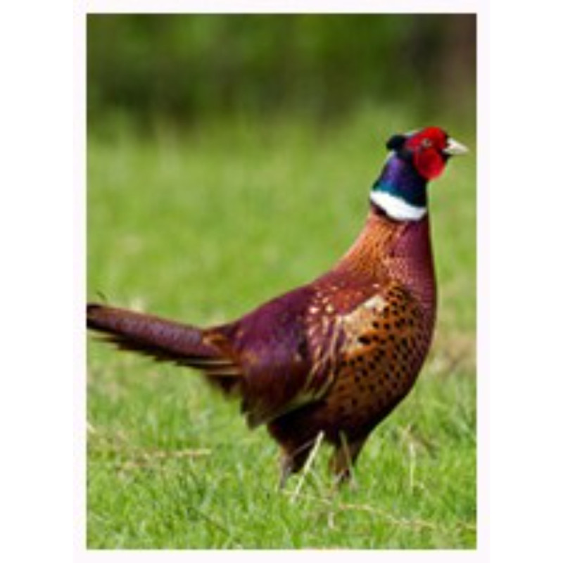Whole male pheasant o/r "premium"