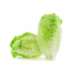 Sucrine Lettuce Metro  Metro Chef