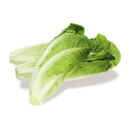 Chilled Salad  Romaine Lettuce Heart Metro   X  /Case  羅馬生菜芯  Metro Chef
