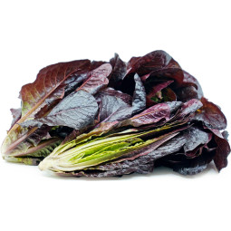 Salad - Red Baby Gem Red Lettuce Metro