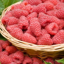 Tulameen Raspberry