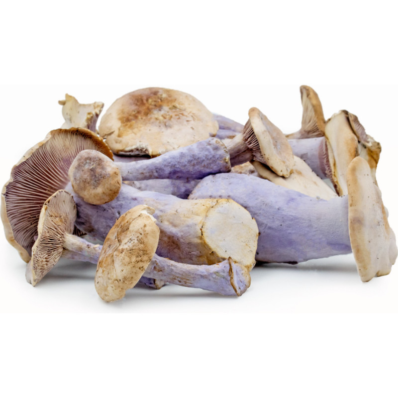 Chilled Mushroom  Blue Feet    新鮮藍腳蘑菇  Selected By Cff