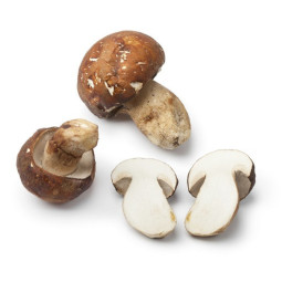 Porcini