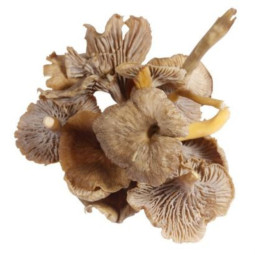 Chilled Mushroom  Grey Chanterelle    新鮮灰蘑菇  Selected By Cff