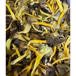 Chilled Mushroom  Yellow Chanterelle    雞油菌菇  Selected By Cff