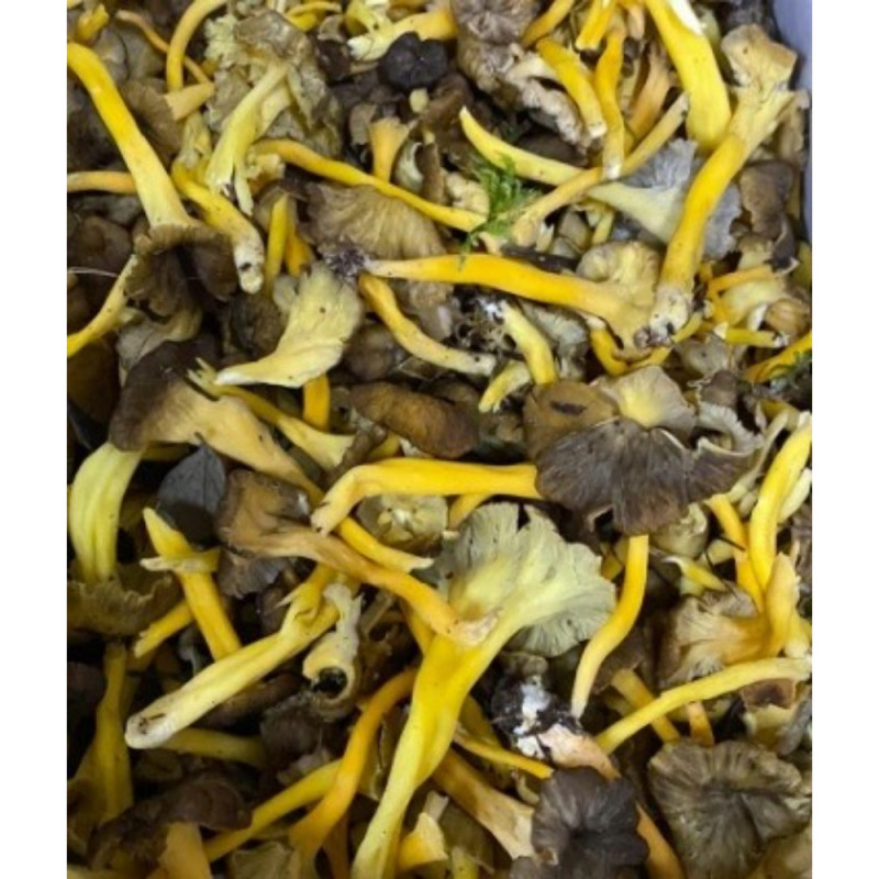 Chilled Mushroom  Yellow Chanterelle    雞油菌菇  Selected By Cff Chilled Mushroom  Yellow Chanterelle    雞油菌菇  Selected By Cff