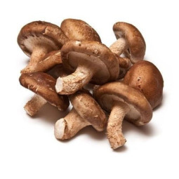 Chilled Mushroom  Shiitake    新鮮椎茸  Selected By Cff