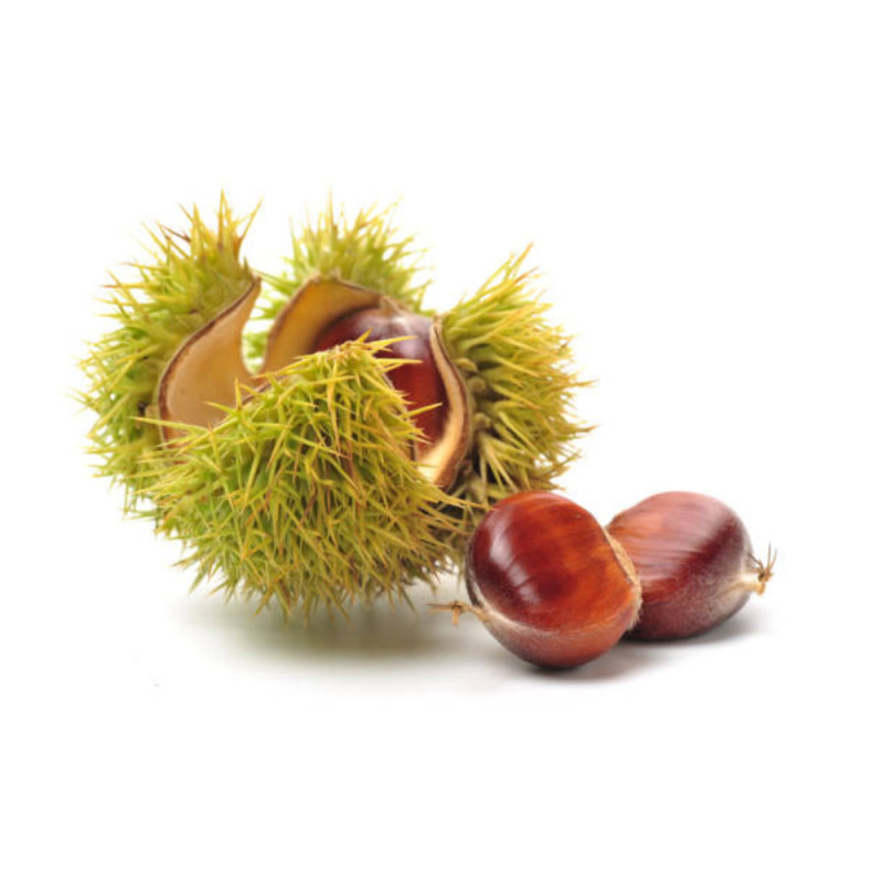 Fresh Chestnut With Spikes