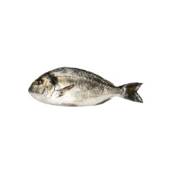 Chilled Farmed Seabream Greece 希臘養殖海鯛  Philosofish