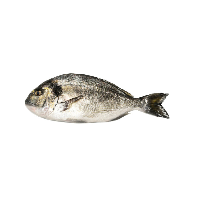 Chilled Farmed Seabream Greece 希臘養殖海鯛  Philosofish