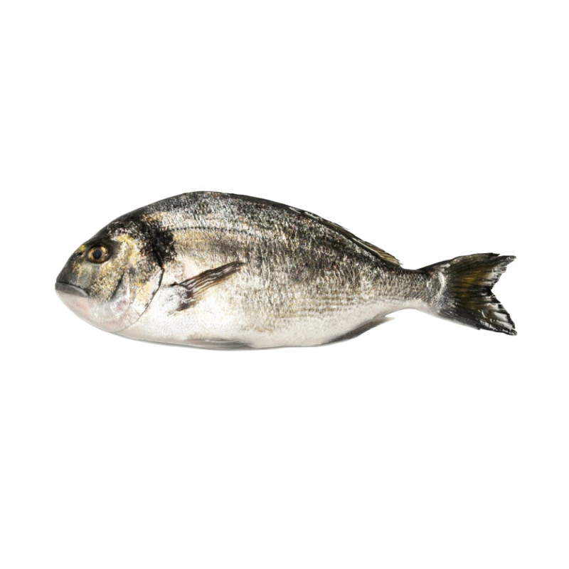 Chilled Farmed Seabream Greece 希臘養殖海鯛  Philosofish