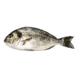 Chilled Farmed Seabream Greece 希臘養殖海鯛  Philosofish