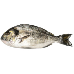 Seabream farmed GREECE 海鯛 (希臘養殖)