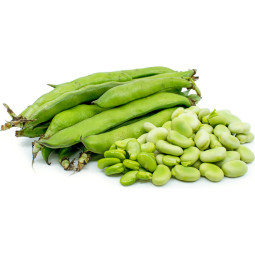 Board Bean (Fava)