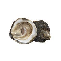 BELON OYSTER "1930" No. 1