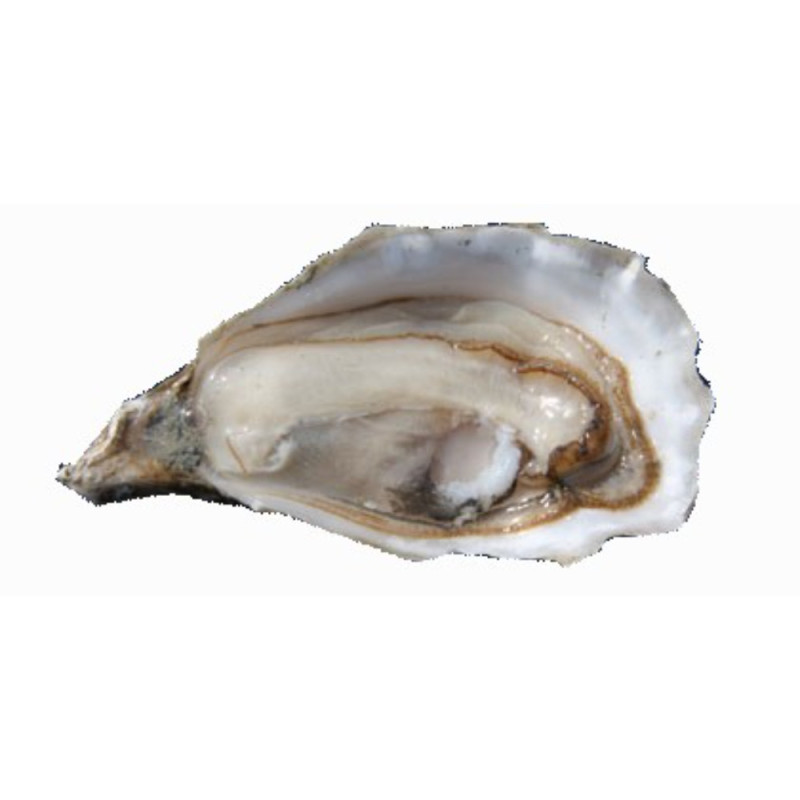 Chilled Speciale "Istrenn" Oyster N.0    法國冰鮮特級康卡勒生蠔0號  加大  Parcs St Kerber