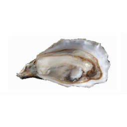 Chilled Speciale "Istrenn" Oyster N.1    法國冰鮮特級康卡勒生蠔1號  特大  Parcs St Kerber