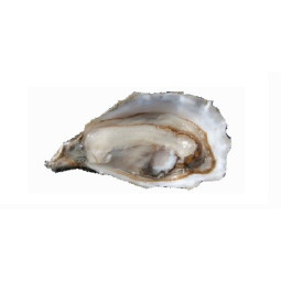 Chilled Speciale "Istrenn" Oyster N.2    法國冰鮮特級康卡勒生蠔2號  大  Parcs St Kerber