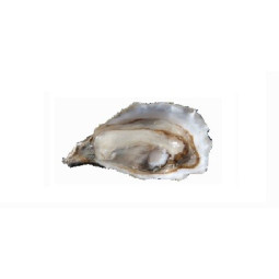 Chilled Speciale "Istrenn" Oyster N.4    法國冰鮮特級康卡勒生蠔4號  小  Parcs St Kerber