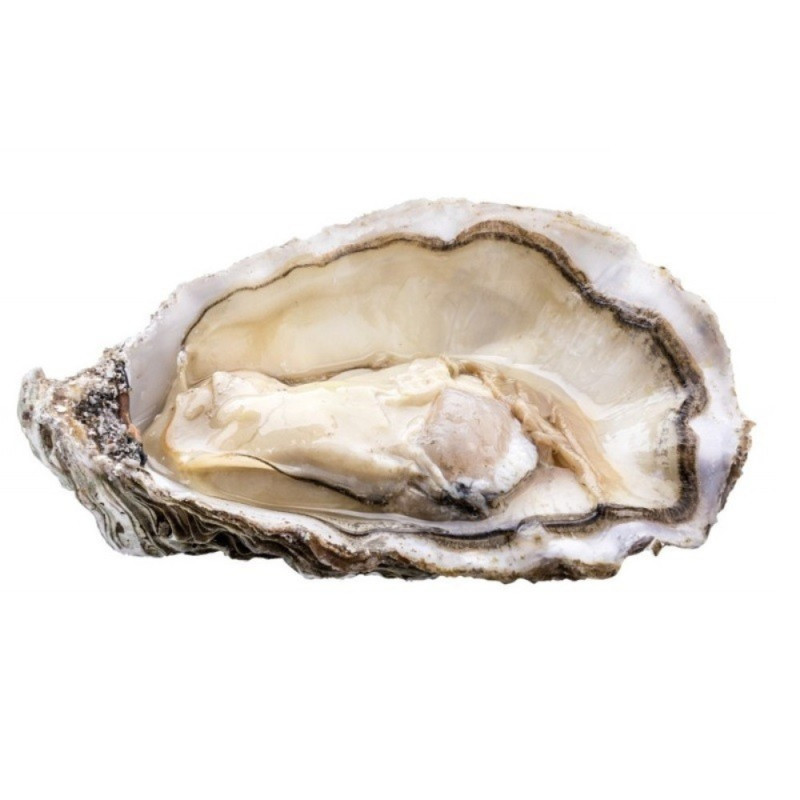 Chilled Fine De Saint Kerber Oyster N.1    法國冰鮮芬大奇生蠔1號 特大  Parcs St Kerber