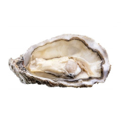 Chilled Fine De Saint Kerber Oyster N.3    法國冰鮮芬大奇生蠔3號 中  Parcs St Kerber