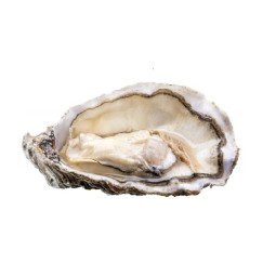 Chilled Fine De Saint Kerber Oyster N.4    法國冰鮮芬大奇生蠔3號中  Parcs St Kerber