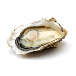 Chilled Muirgen Oyster  No.1 Very Large 50 Ea/Cs  法國冰鮮摩根生蠔  1號  特大  Parcs St Kerber