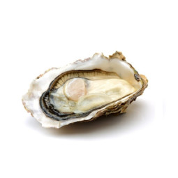 Chilled Muirgen Oyster  No.3 Medium    法國冰鮮摩根生蠔  3號  中  Parcs St Kerber