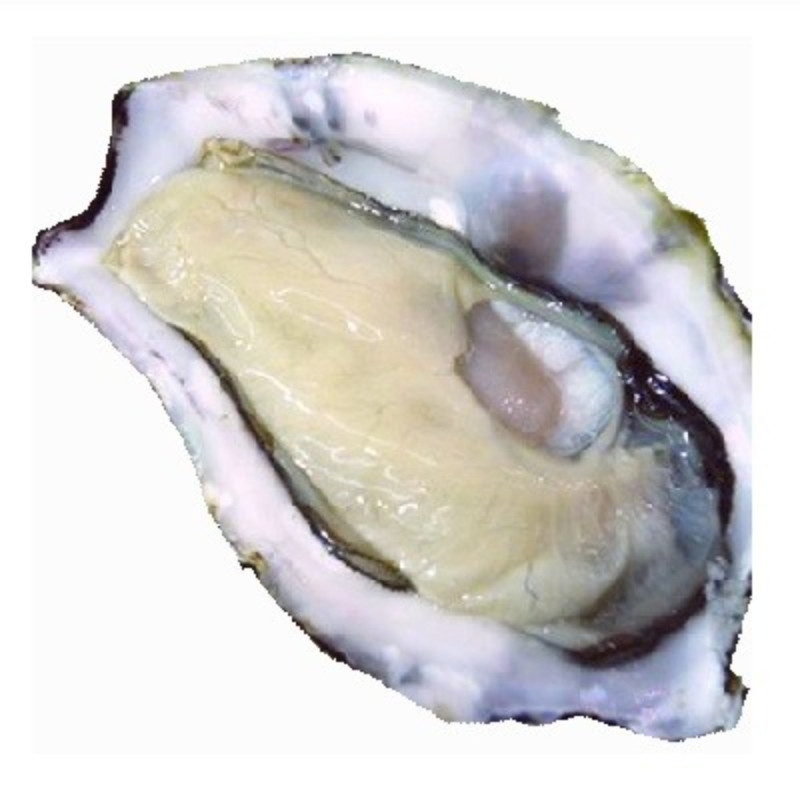 Chilled Oyster Saint Michel No.2    法國冰鮮聖米斯生蠔  2號  大  Parcs St Kerber