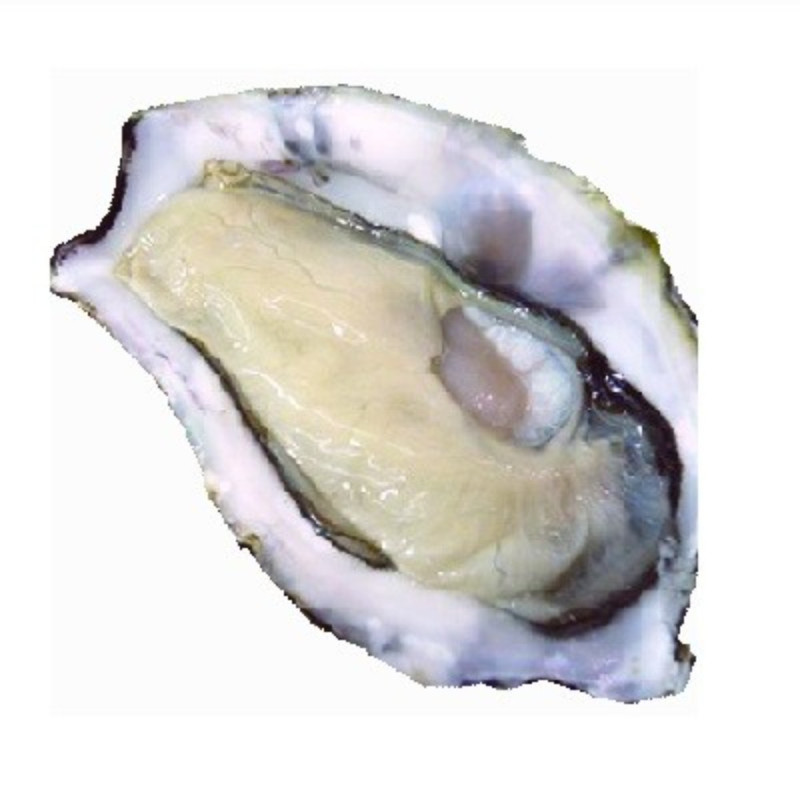 Chilled Oyster Saint Michel No.3    法國冰鮮聖米斯生蠔  3號  中  Parcs St Kerber