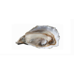 Chilled Speciale "Istrenn" Oyster N.3    法國冰鮮特級康卡勒生蠔3號  中  Parcs St Kerber