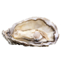 Chilled Fine De Saint Kerber Oyster N.1    法國冰鮮芬大奇生蠔1號 加大  Parcs St Kerber