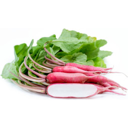 Chilled Long Pink Radish    長形櫻桃蘿蔔  Selected By Cff