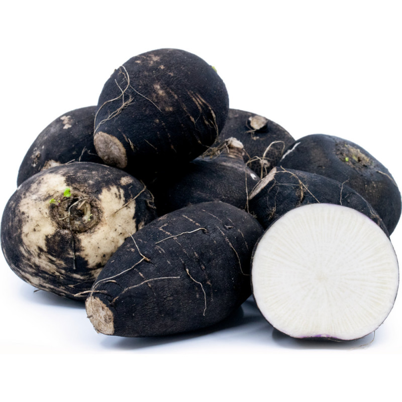 Black Radish 黑蘿蔔