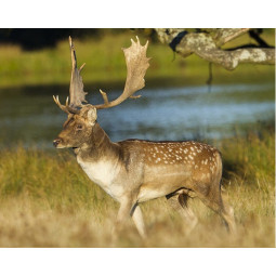 Wild Fallow Deer - Bone In Haunch