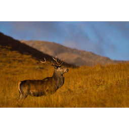 Wild Red Deer - Bone-In Haunch