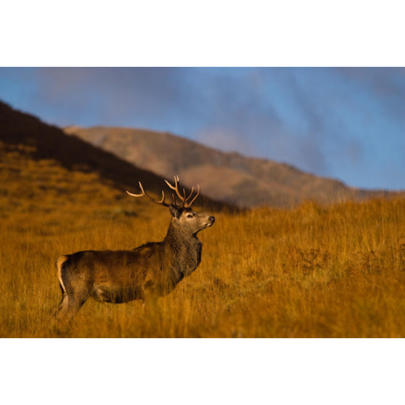 Wild Red Deer - Striploin - silverskin & cap on