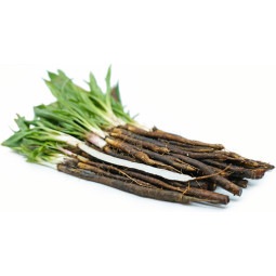 Chilled Salsify/Scorsonere    新鮮樹根  Selected By Cff