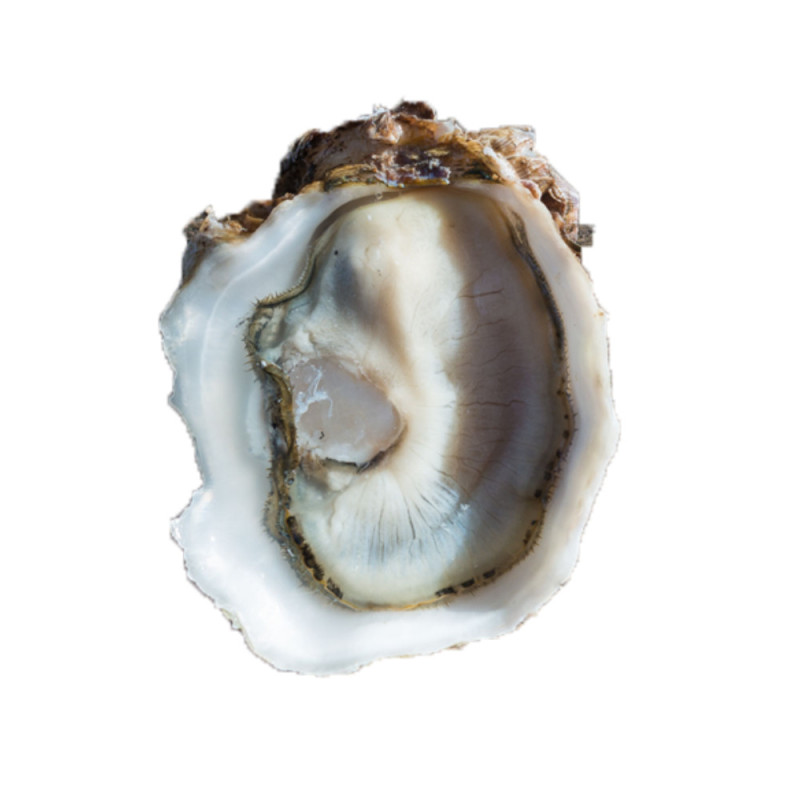 Chilled Speciales Tarbouriech Oyster No.0   法國特級生蠔no. 0  Tarbouriech