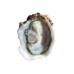 Chilled Speciales Tarbouriech Oyster No.1      法國特級生蠔no. 1  Tarbouriech