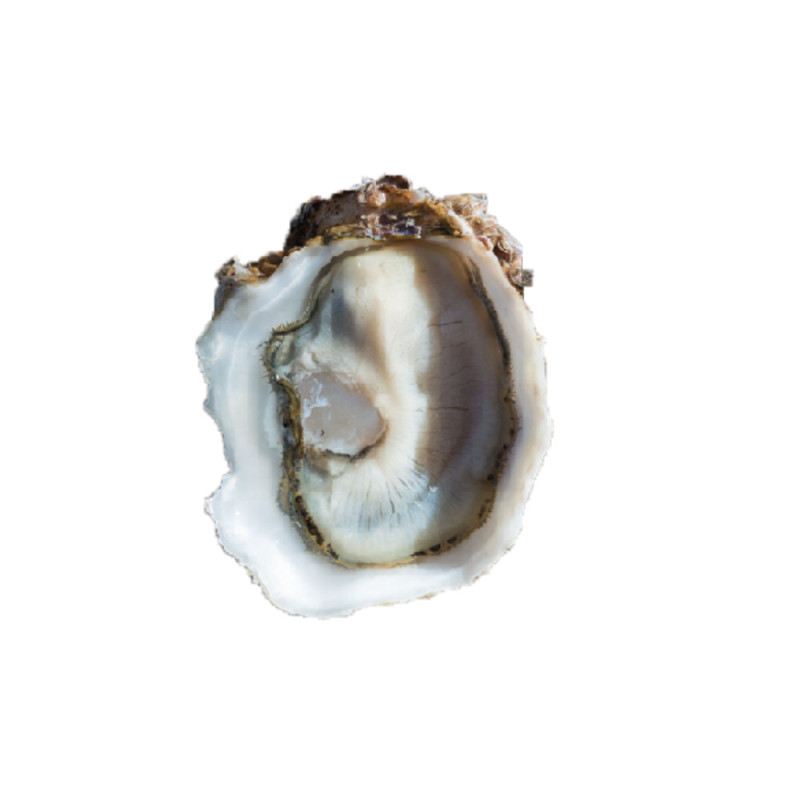 Chilled Speciales Tarbouriech Oyster No.3  法國特級生蠔no. 3  Tarbouriech