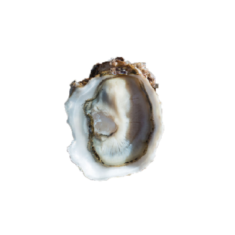 Chilled Speciales Tarbouriech Oyster No.4  法國特級生蠔no. 4  Tarbouriech