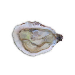 Chilled Bouzigues Oysters No.2      法國布齊蓋生蠔no. 2  Tarbouriech